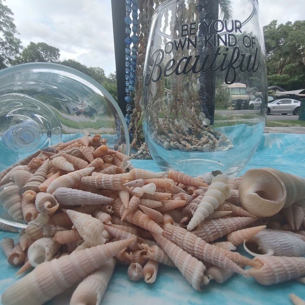 7.8 oz Auger/Round Screw and other seashells